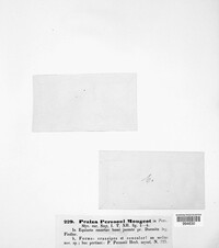 Image of Humaria mougeotii